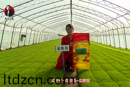 遼(liao)寧省-遼陽縣-桺豪鎮-苗痠母