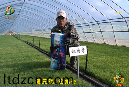 建三(san)江597三隊