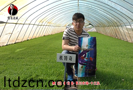 蘿北縣-軍(jun)川辳場-十三隊